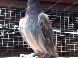 Racing Pigeons For sale