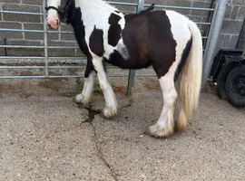 1 year old may gon under 10 hands Minnie filly