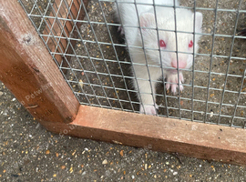 Albino hob ferret