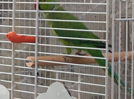 Parrot with cage