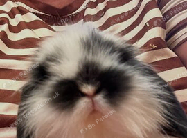 2 beautiful mini lops for sale