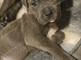 Cane corso x pups
