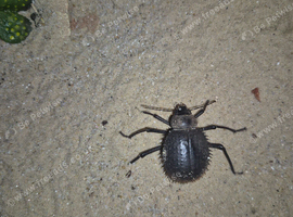 Radiant beetles and tank