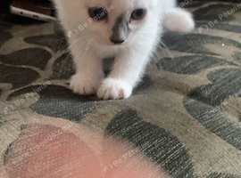 Rare beautiful white and grey female kitten
