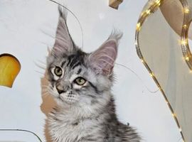 Adorable Maine Coon cat kittens- extensively health checked