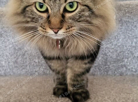 Longhair tabby