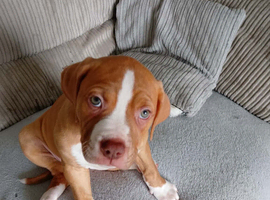 Ready to go last one American bulldog