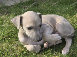 Whippet / italian greyhound  (wiggies) Stunning  puppies