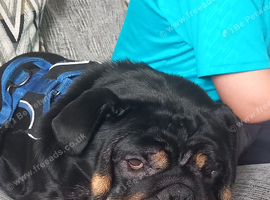 English bulldog