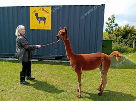 male castrated alpaca 7 years old