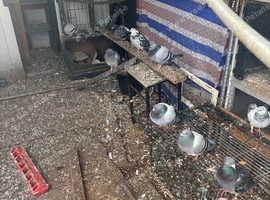 Flock of homing pigeons