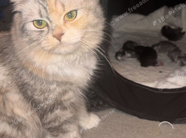 Persian cross kittens