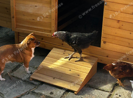 Free Crested rock and Rhode island red chicks