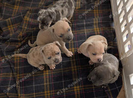 5 beautiful Frenchie X puppies