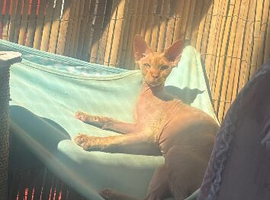Male Sphynx
