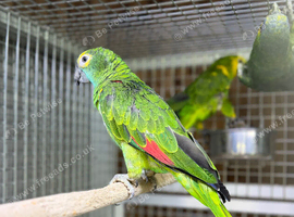 Blue fronted amazon