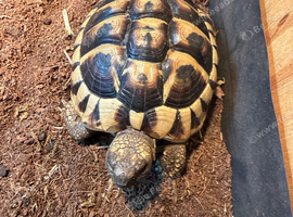 Herman&rsquo;s tortoise 4 year old