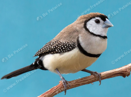 2x male cut throat finches 1 male owl finch
