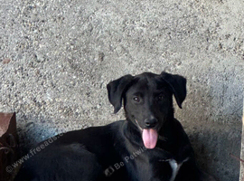 BELLA &ndash; The Little Girl Learning That People Can Be Kind