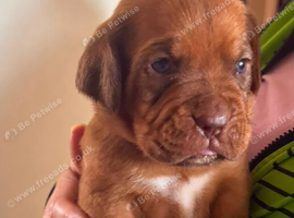 Kc reg Dogue de Bordeaux puppies