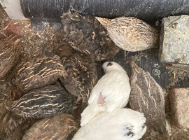 Quail