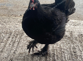 Black Hairy Legged Chicken