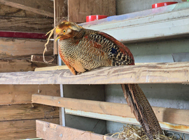 Two golden pheasants