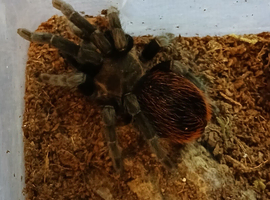 SALE* Pair M/F Tliltocatl vagans (Campeche pure blood) aound the 4" - 5"inch+ DLS.