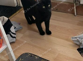 beautiful black boy