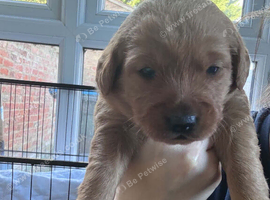 Beutiful litter of 5 puppies