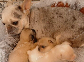 Fluffy French bulldog girl 8 weeks old