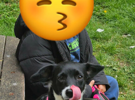 6 month Pup for sale