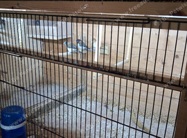 Finches