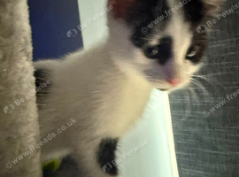 8 week old kitten for sale