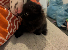 1 Female black kitten ready to go