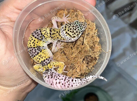 Young leopard gecko (male) ready to leave in 1 week!
