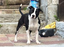 Rehome
