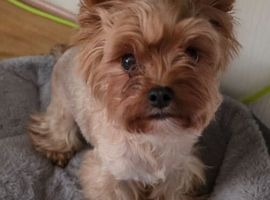 Ocean Pearl Yorkshire Terrier female looking for a loving forever home