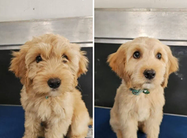 Dog Grooming Appointments available