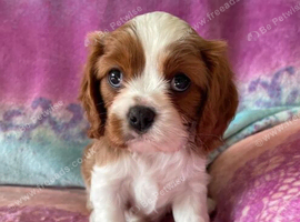 Cavalier king Charles Spaniel Puppies