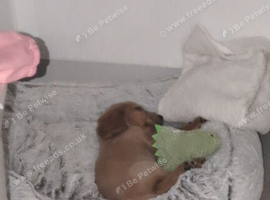 Cocker spaniel puppy