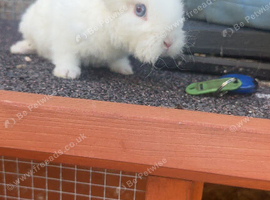 Unique Angora x lionhead 8 weeks