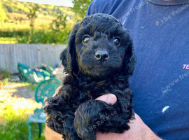 READY SOON Gorgeous Cockapoo pups