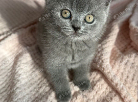 British Shorthair kittens