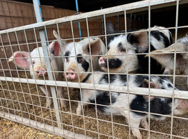 Kune kune pigs