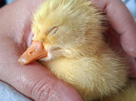 2 adorable 2 day old goslings