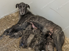 Wolfhound/Caucasian