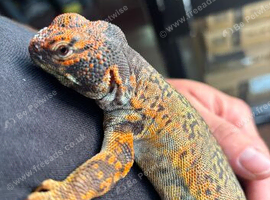 Moroccan Flame Uromastyx (Male)