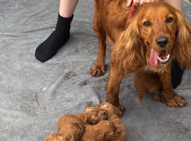 Cockerel puppies