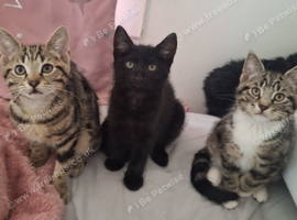 3 wonderfull kittens